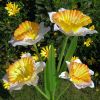 LED Daffodil Flower Stake Light Solar Energy Rechargeable for Outdoor Garden - White