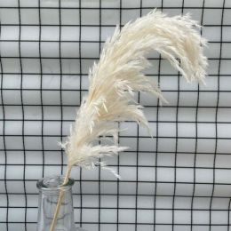 White Color Dried Pampas Grass Bouquet Wedding Decor Dried Flowers - Blue 10 Stems White Color