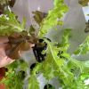 Aeroponics Equipment Pineapple Tower Garden Vertical Hydroponic Growing System 6 Layers 48 Plants - 6 Layer 48 Plants