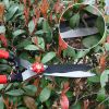 Gardtech Extendable Hedge Trimmer Gardening Shears Set 3PCS - Telescope Hedge Shears;  Mini Garden Shear Pruner Garden Scissors 2pcs - Great for Trimm